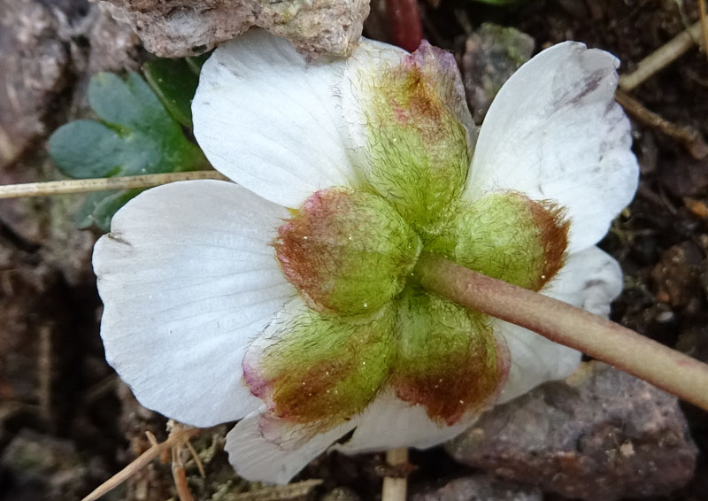 probabile: Ranunculus glacialis -Ranunculaceae